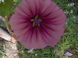 Image result for Pseudobersama mossambicensis