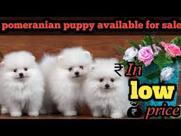 Pomeranian Puppy Available In Tamilnadu In Low Price In Tamil Youtube