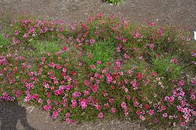 Showstoppers, an episode of the simple life. Mt Cuba Center Coreopsis Show Stopper Mt Cuba Center