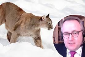 Big cat' sighting near the Manchester Ship Canal in Warrington