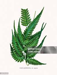 Image result for Pteris