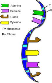 File type pdf rna and protein synthesis workbook answers. Biology Honors Laplace Rna Protein Synthesis Worksheet Flashcards Quizlet