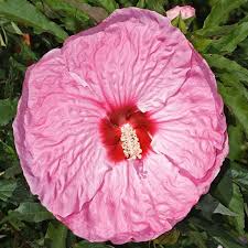 Image result for Hibiscus platycalyx