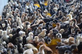 Check spelling or type a new query. 5 Tips Membeli Anak Ayam Kampung Unggulan Pak Tani Digital