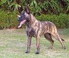 Dutch Shepherd Dog Breed Information and Pictures