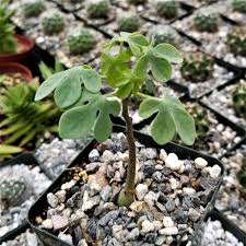 Image result for Adenia digitata