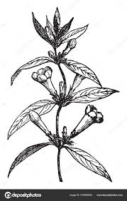 Image result for Gelsemiaceae
