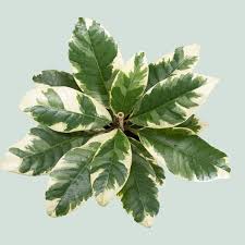 Image result for Pisonia