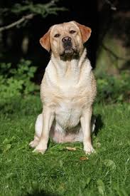 Image result for labrador retrívr
