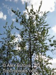 Image result for Hippocratea buchananii