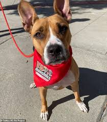 Previous sponsors have taken advantage of high traffic at our adoption centers and offered products, coupons. Kansas City Chiefs Player To Pay For All Adoptions At Animal Shelter Animal Shelter Animals Adoption