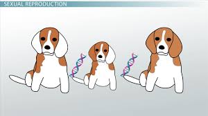 And how would you characterize the offspring listed above? Sexual Reproduction Inheriting Genes From Each Parent Video Lesson Transcript Study Com