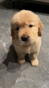 52 Cute Dogs ideas in 2025