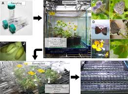 Animals that are suspected to have a lice infestation can be tested by using cellophane tape. Comparative Morphological Analysis Of The Immature Stages Of The Grass Blue Butterflies Zizeeria And Zizina Lepidoptera Lycaenidae