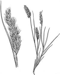 Image result for Enneapogon