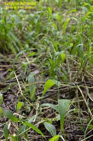 Image result for Setaria barbata