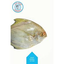 Huge collection, amazing choice, 100+ million high quality, affordable rf and rm images. Jual Ikan Segar Indonesia Ikan Bawal Hitam Laut Terbaru Juli 2021 Blibli