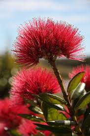 Lil Miss Go West In 2020 Plants Beautiful Flowers Native Plants