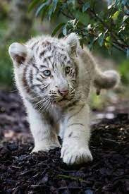 pin by nas nor on animal kingdom baby animals animals cute animals