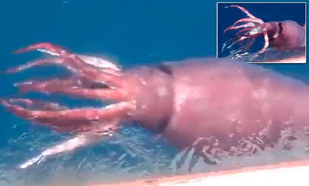 Russian fisherman capture Monstrous GIANT SQUID in video | Daily Mail Online