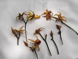 Image result for Eriolaena rulkensii