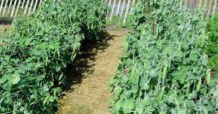 Cover seeds with water and allow them to sit overnight. Garden Peas