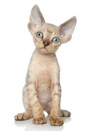 Including top tips for cat allergy sufferers, and low shedding cat breed lists. 5 Adorable And Hypoallergenic Cat Breeds Lovetoknow