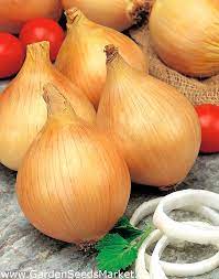 Originally developed in 1887 by david murray, gardener to the marquis de ailsa, ailsa craig is a wonderful onion. Onion Ailsa Craig Giant Bulbs Coated Seeds 200 Seeds Garden Seeds Market Free Shipping