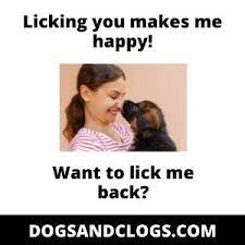 13 Reasons Why Your Dog Always Licks You When You Wake Up