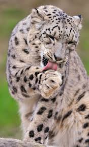 Pin On Grandes Felinos