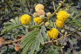 Image result for Acacia nilotica