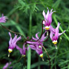 Collection of cute heads unicorn with shooting star illustration design. Primula Sect Dodecatheon Wikipedia