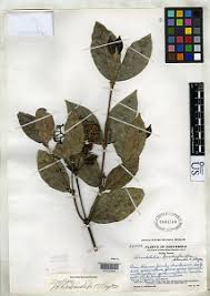 Image result for Rogiera cordata