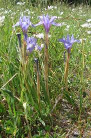 Image result for Moraea niassensis