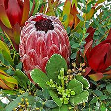 Image result for Protea enervis