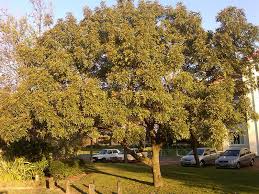 Image result for Ekebergia capensis