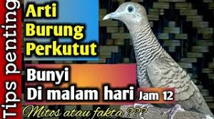 Menurut primbon jawa, suara burung di malam hari ini bisa menjadi sebuah pertanda baik ataupun buruk bagi mereka yang mendengarkan. Arti Burung Perkutut Bunyi Di Malam Hari Mitos Fakta Youtube