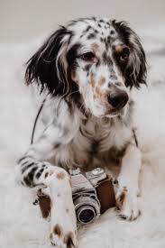 Great for the family or the hunter. English Setter English Setter Puppies Setter Puppies English Setter