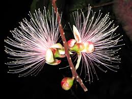 Image result for Barringtonia racemosa