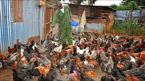 We live in the country, but are fortunate that predators stay away from our farm, likely because of the dogs. Free Range Chicken Farming Is Real Business Youtube