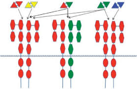 Homo homini lupus, or in its unabridged form homo homini lupus est, is a latin proverb meaning a man is a wolf to another man, or more tersely man is wolf to man. Binding Specificities Of Pdgf Ligands And Receptors The Pdgf Isoforms Download Scientific Diagram