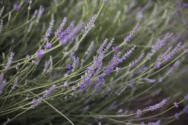 Lavender is an exceptionally beautiful plant with many useful qualities. Lavender Flowers Drooping Fixing Droopy Lavender Plants In The Garden