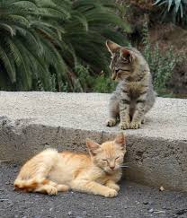 cats from hermigua la gomera kot