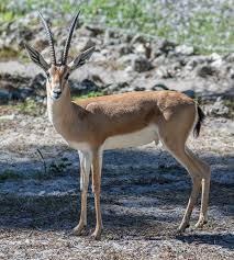 Aims to provide the agent, manager, and publicist contact details for gazzelle. Slender Horned Gazelle