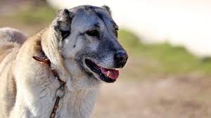 Kangal Kopegi Isirmaz Teslim Alir