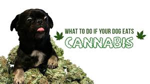 My cat always gets in my face at night and i've accidentally hit her in the head/face a few times. What To Do If Your Dog Accidentally Gets High Cannabis And Canines Don T Mix Youtube