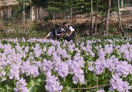 Kết quả hình ảnh cho xem ảnh hoa anh túc