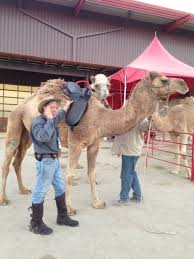 A properly fitted saddle is comfortable for both you and your horse. Fitting Saddles To Horses And Mules Colin Dangaard Inc