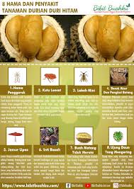 8 Hama Dan Penyakit Pada Tanaman Buah Durian Duri Hitam Bibit Buahku
