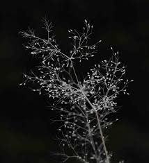 Image result for Sporobolus festivus